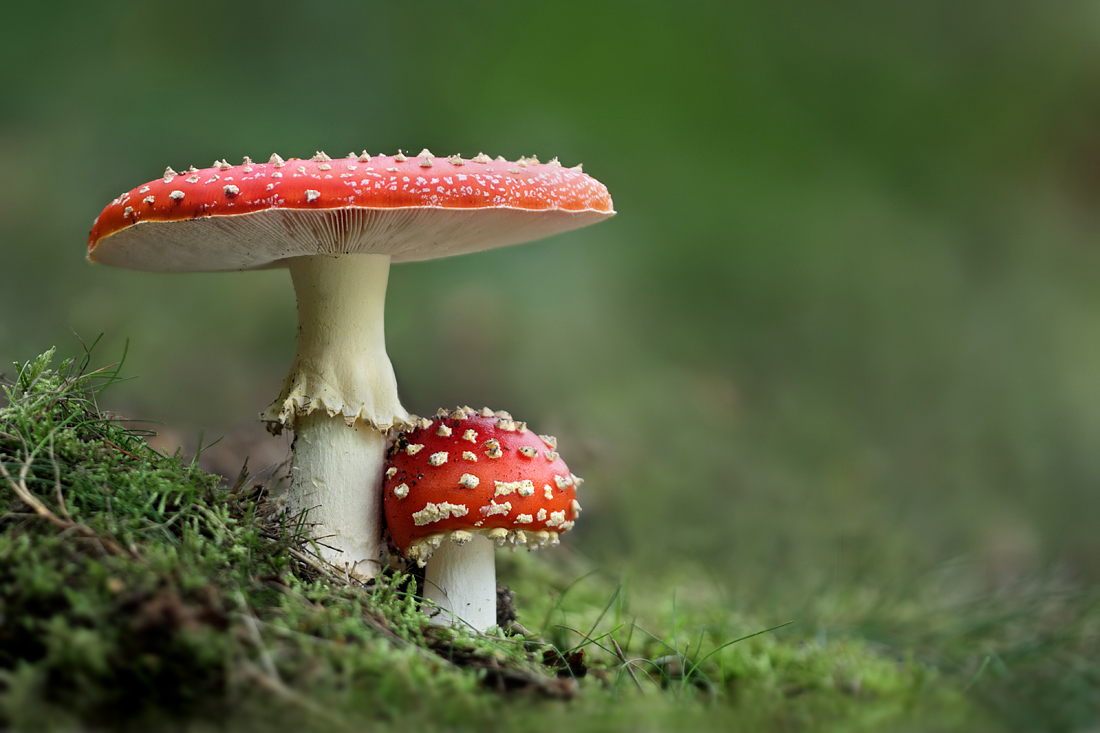 Fly Agarics